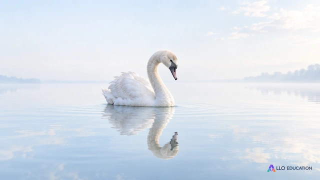 Un jeune cygne blanc observe son reflet dans une eau calme et claire, pour évoquer la découverte de soi.