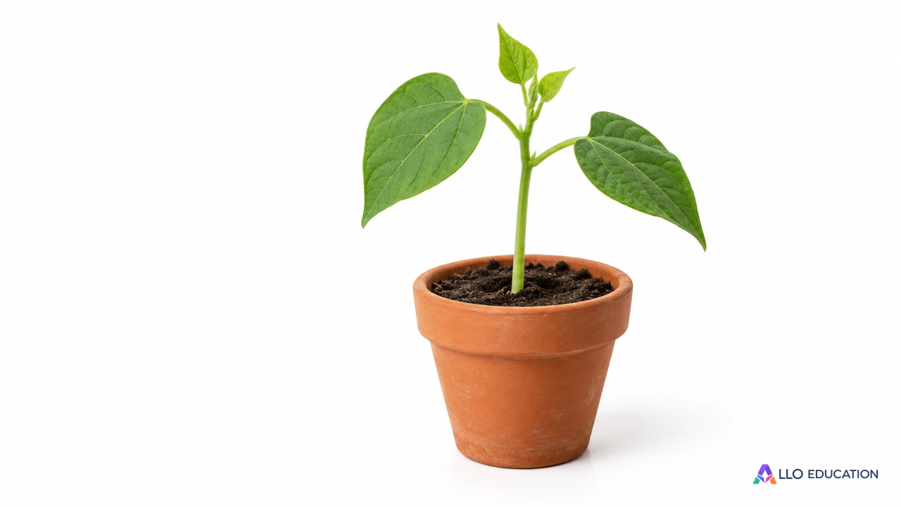 Un jeune plant de haricot dans un pot de terre cuite, sur fond clair.